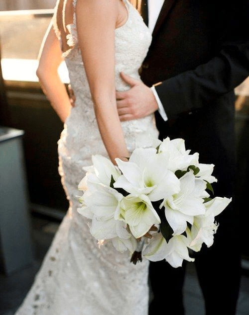 A bouquet of elegant white amaryllis.