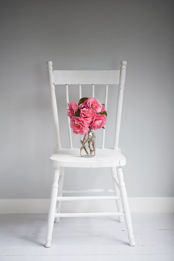 Bunch of pink camellia flowers in a clear glass vase on a vintage white chair.