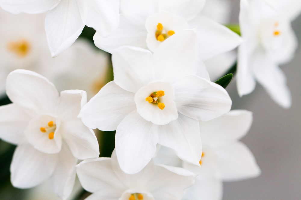 Close up of white daffodil flowers known as Paperwhite