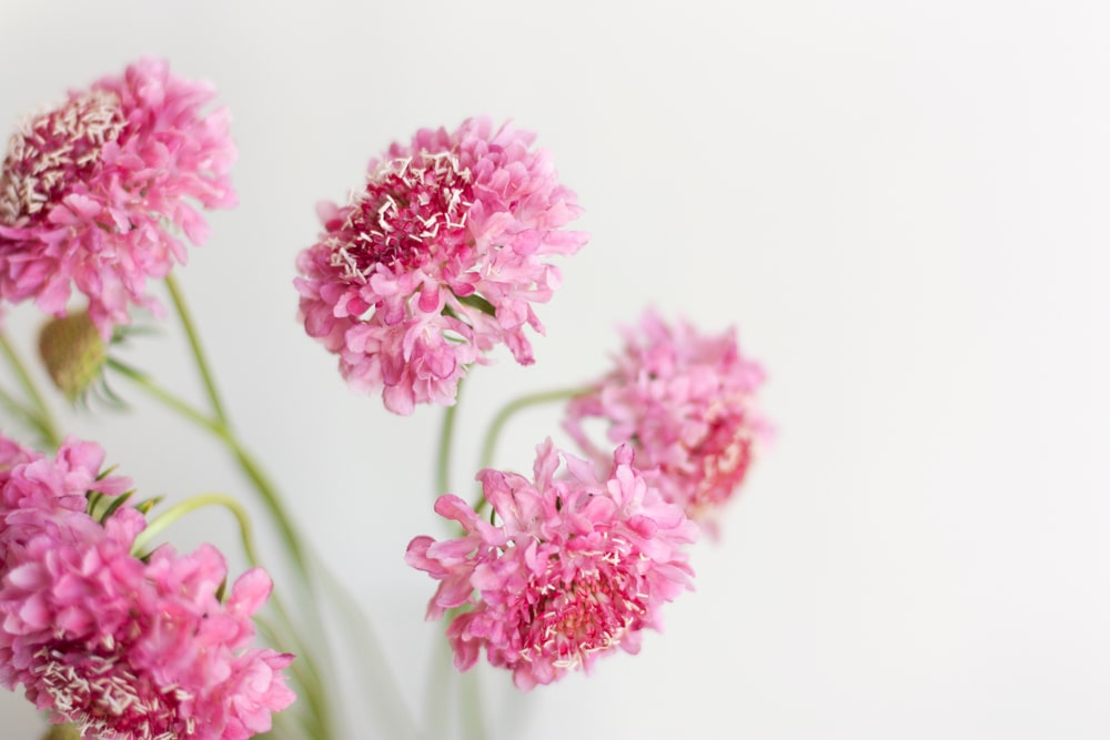 Pink scabiosa flowers