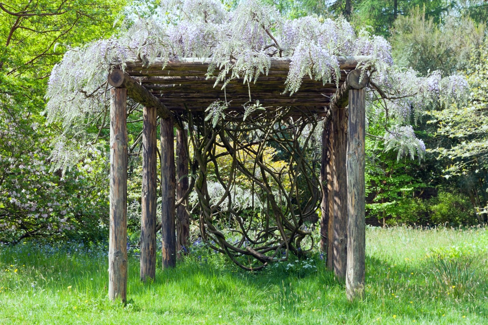 Flowering climbing wisteria on a wooden pergola