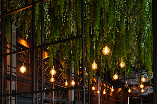 Hanging long deciduous plants and burning light bulbs from the ceiling