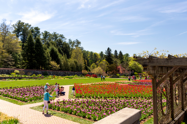 Throngs of visitors enjoy the spring tulips in the formal gardens of Biltmore Estate