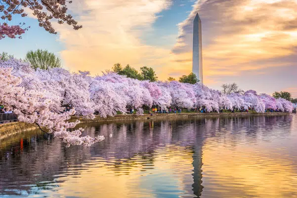 Washington DC, USA at the tidal basin with Washington Monument in spring season